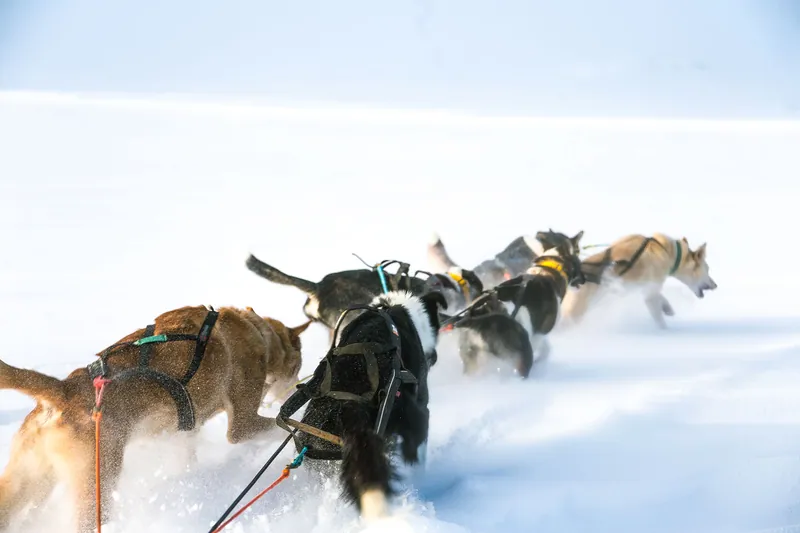 Dog Sled Rides