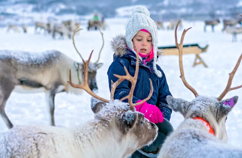 Private Reindeer Encounter