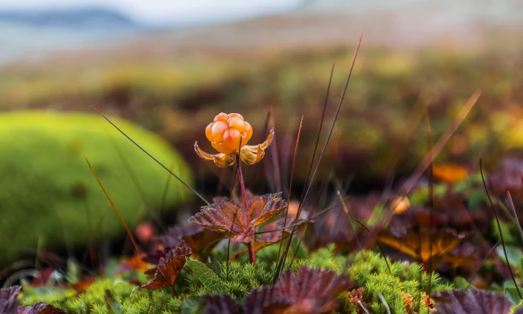 Cloudberry blossom in the moss