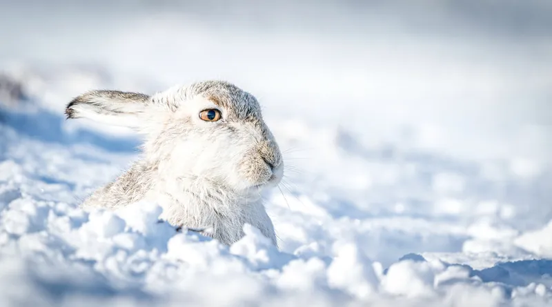 Mountain hare in the snow
