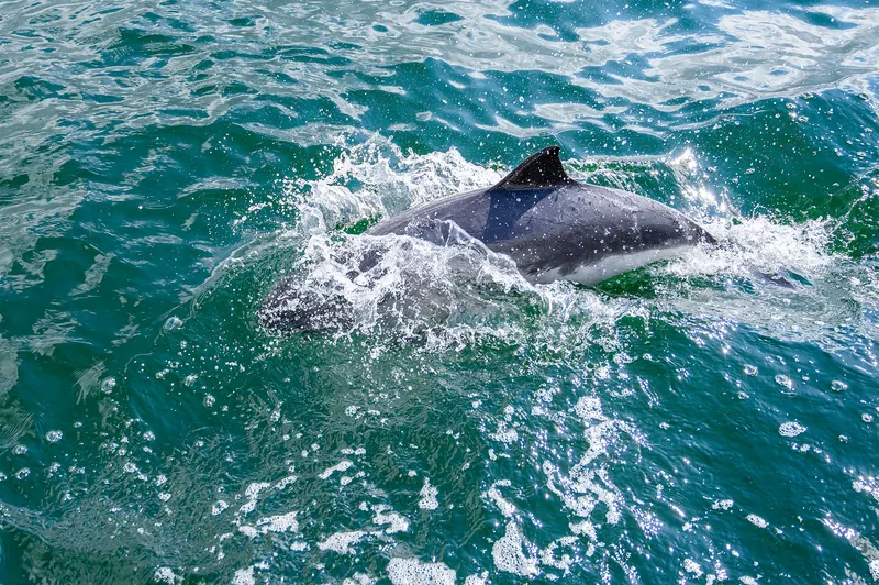 Porpoise surfacing in the fjord